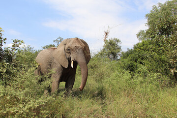 Fototapeta premium Afrikanischer Elefant / African elephant / Loxodonta africana