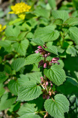 Balm-leaved archangel flowers