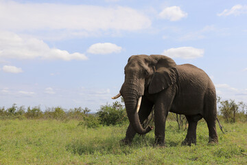 Obraz premium Afrikanischer Elefant / African elephant / Loxodonta africana