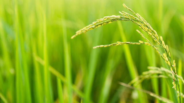 green paddy rice field blurred background