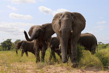 Obraz premium Afrikanischer Elefant / African elephant / Loxodonta africana