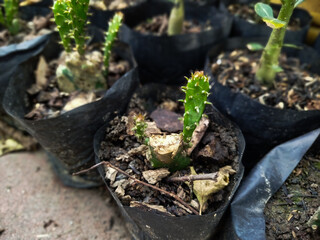 cactus plant seeds planted in polybags