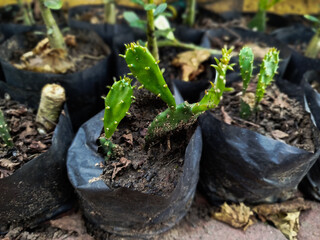 ladle cactus seeds planted in polybags