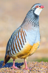 red-legged partridge standing on rocky ground in natural habitat