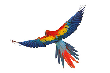 Fototapeta premium Colorful flying Scarlet Macaw parrot isolated on white background with clipping path.