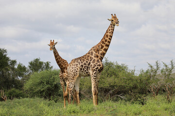 Giraffe / Giraffe / Giraffa camelopardalis