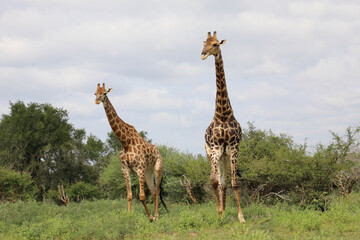 Giraffe / Giraffe / Giraffa camelopardalis