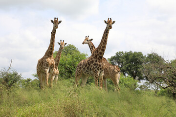 Giraffe / Giraffe / Giraffa camelopardalis