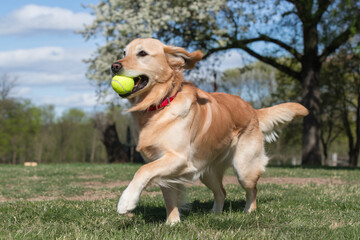 Golden Retriever Playing Fetch with a Tennis Ball in a Park