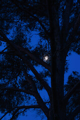 la luna tras el árbol