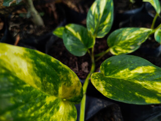 Sirih Gading or Epipremnum aureum can be used as home decoration