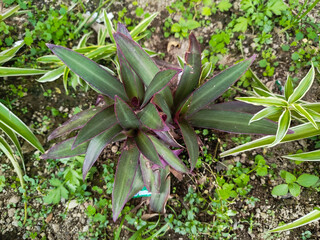 The Tradescantia Spathacea plant has a beautiful combination of leaf colors, namely green and purple.