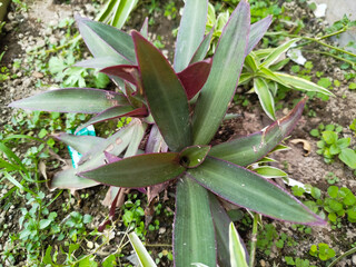 Tradescantia Spathacea has unique green and purple leaves.