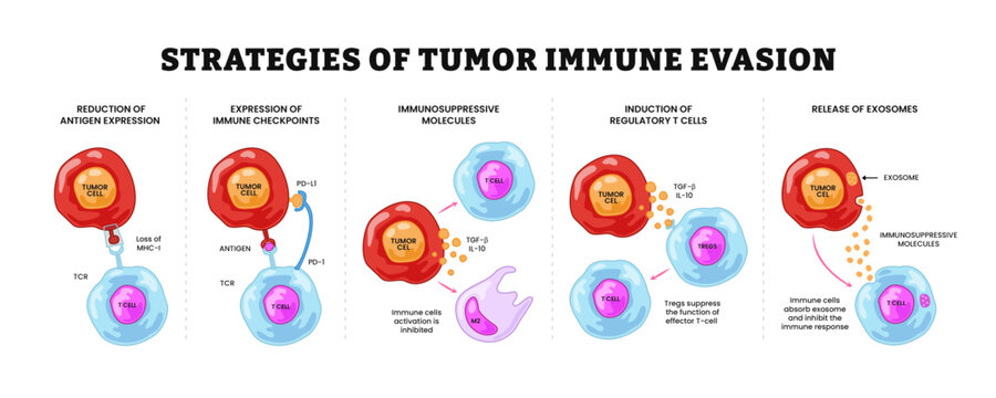 Strategies of tumor immune evasion, Antigenic escape. Immune escape. Immune evasion or escape mutation, labeled tumor cells, t cells, tregs, exosome, immune system. Biology education diagram.
