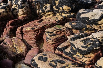 Close-up of numerous black mussels clinging to textured rocks. Nature's intricate patterns. ,...