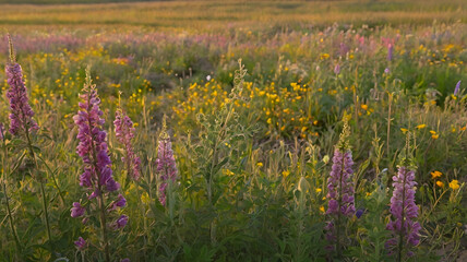 field of lavender flowers