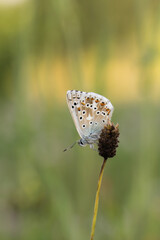 Delikatny motyl na roślinie w naturalnym świetle. © Henryk Guziak
