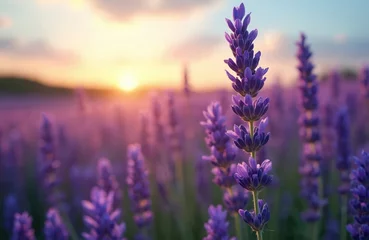 Scenic sunset over lavender field. Lilac violet flowers bloom in summer. French provence countryside landscape. Aromatherapy fragrant herbs garden. Colorful vibrant nature background.
