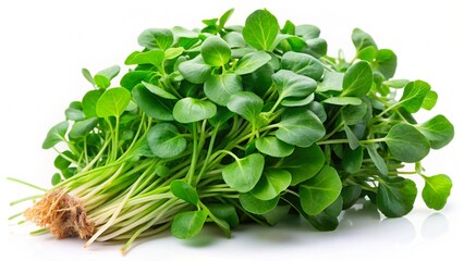 Obraz premium fresh spinach leaves