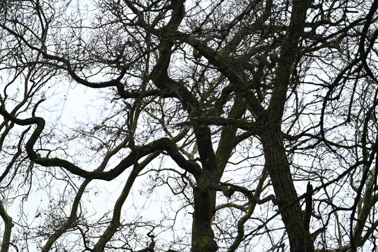 Branchages nus d'hiver