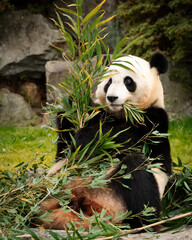giant panda eating bamboo © Kalyanaraman