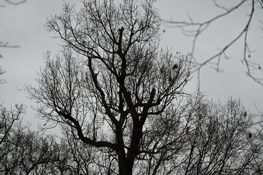 Branchages nus d'hiver