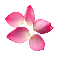 Pink Lotus Petals Mandala isolated on transparent background