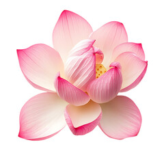 Pink Lotus Flower Bloom isolated on transparent background