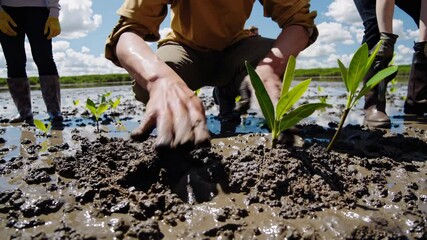 Volunteers participate in coastal restoration by planting mangrove saplings in sunny wetland during spring