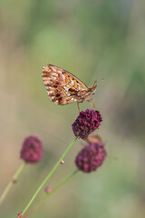 Motyl dostojka na kwiatostanie krwiściągu lekarskiego w naturalnym środowisku. © Henryk Guziak