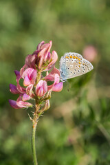 Motyl modraszek na różowym kwiatku w naturalnym środowisku. © Henryk Guziak