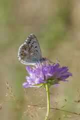 Motyl modraszek korydon na fioletowym kwiatku w naturalnym środowisku. © Henryk Guziak