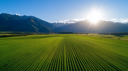 Fototapeta premium Aerial View of Green Fields in Canterbury, New Zealand, with Sunlight