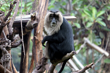 close up view of  black monkey 