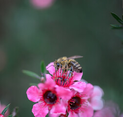 Honey bee collecting nectar from manuka flowers (Leptospermum scoparium). New Zealand. Vertical format.