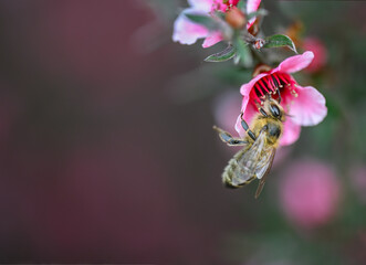 Honey bee collecting nectar from manuka flowers (Leptospermum scoparium). Auckland.
