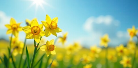 Close up of daisies and daffodils in a sunny field, springtime, wildflowers, flora