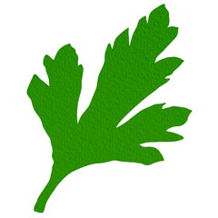 Parsley leaf illustration isolate on white background. Drawing of a green leaf of parsley.