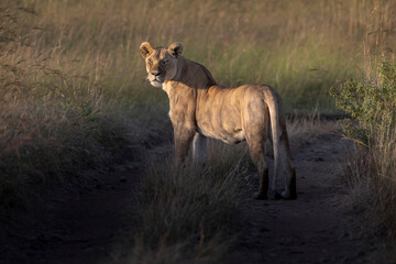 A lioness looking towards the camera