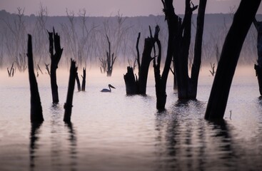 The great white pelican in Nakuru Lake, Kenya