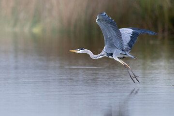 Grey heron takes off over the lale