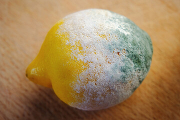 Angeschimmelte Zitrone