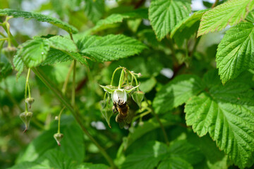 Bee on Raspberry Blossom collecting nectar