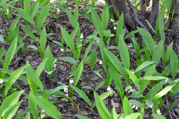 a lawn of Lilies of the Valley in Bloom