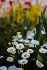 A serene close-up of white and yellow daisies in full bloom, adding a touch of natural beauty to a vibrant spring garden
