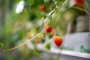 Strawberry cultivation in greenhouse, focus on berries. Mini-farm for growing strawberries indoors...