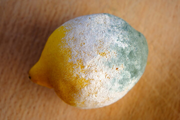 Angeschimmelte Zitrone