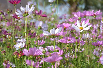 Obraz premium Fake flowers are so beautiful and sparkling