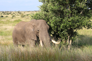 Fototapeta premium Afrikanischer Elefant / African elephant / Loxodonta africana