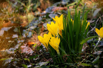 Winter daffodils close up in the forest on the ground covered with autumn leaves 